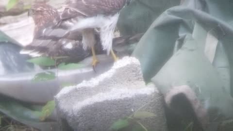 two hawks rub a dub dub in the tarp tub