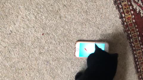 London Calling - My cat Lady trying to catch fish on my iphone