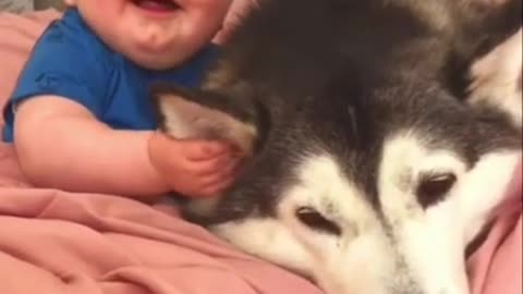 Husky and baby grow together so cute 😍😍😍 (1)