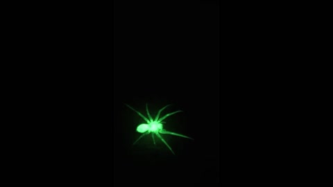 Glow In The Dark Hobo Spider