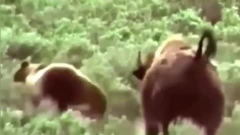 A black bear chasing a buffalo