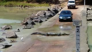 Massive Crocodile Holds Up Traffic To Cross Road
