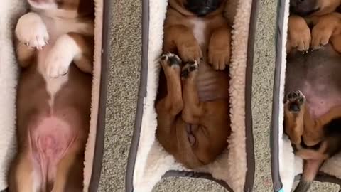 Dogs in a cradle