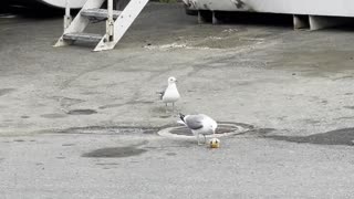 Jerk Seagull Steals Prized Snack from Friend