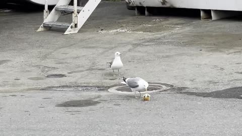 Jerk Seagull Steals Prized Snack from Friend