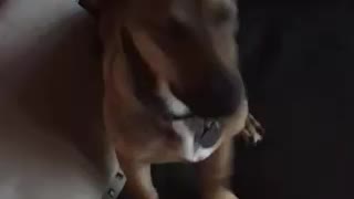 Cute puppy tilting head