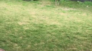 Backyard Roo Shenanigans