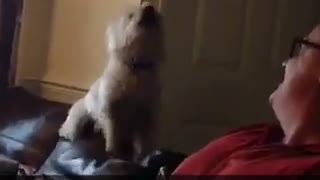 White dog howls at laughing owner