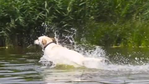 DOG RACE IN WATER//HARD TRAINING
