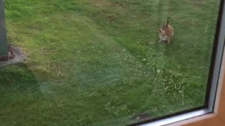 Having a bad hare day