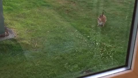 Having a bad hare day