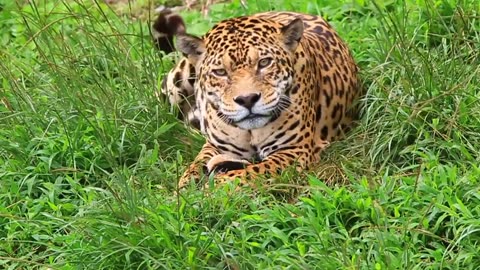 Well Fed Leopard Read For The Next Action