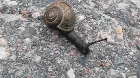 SNAIL TRYING TO PASS A ROCKY PAVEMENT