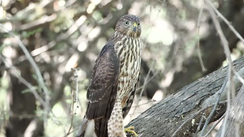 Cooper's Hawk