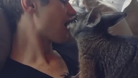 Adorable canguro disfruta de un mimo de desayuno con amigo humano