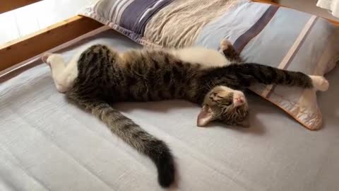 stretched cat