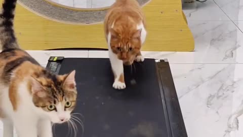 These cute kitties need to burn some calories 🏋‍♂️💪😂😂