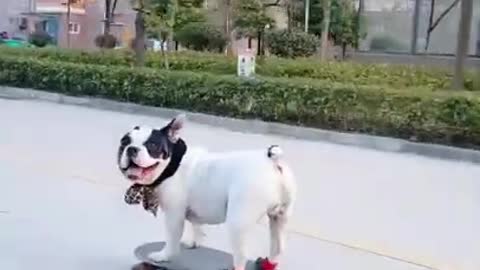 Cute dog on his skateboard