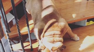 Bulldog Chooses to Slide Down the Stairs