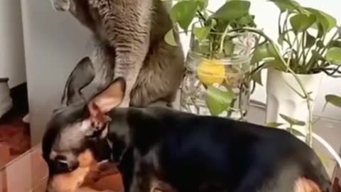 CATS VS DOG FIGHTS🤣🐈‍⬛🐕🤣/FUNNIEST ANIMALS VIDEOS 🤣😂😂