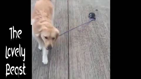 Dog wants His human to get the Leash 🤣😂