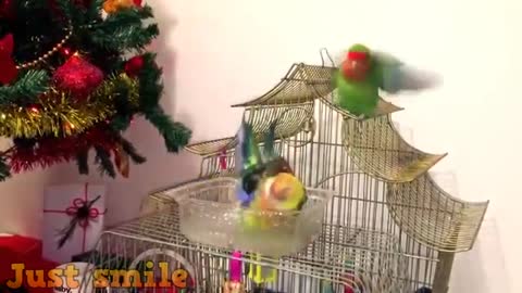 Cute Parrots singing and having fun