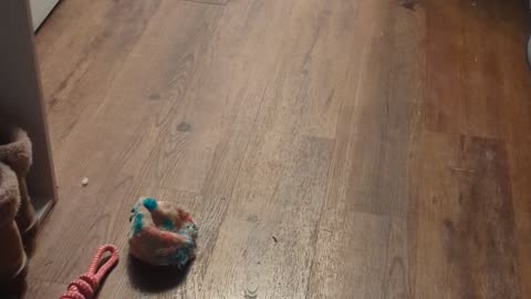 Puppy Learns to Remove Mom's Socks