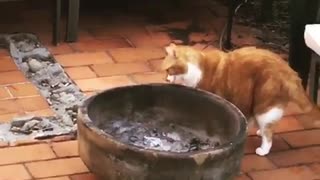 Orange cat licking fire pit