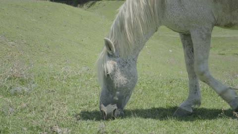 White Horse Grazing on Grass Field