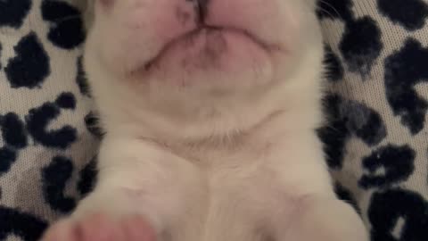 Frenchie Puppy Says Hi