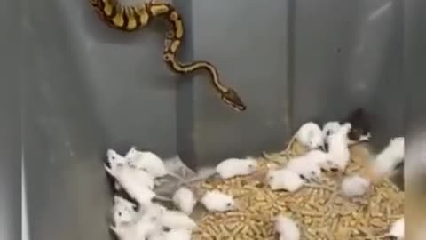 Snake Video _ OMG