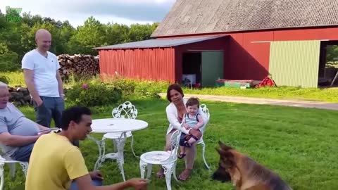 Laugh with Babies and Dogs compilation