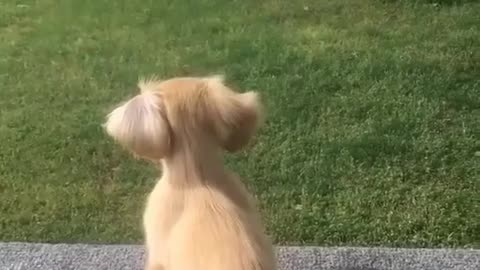 Smart dog