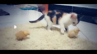 Funny Kittens, try not to laugh, Lala takin care of 2 chicks