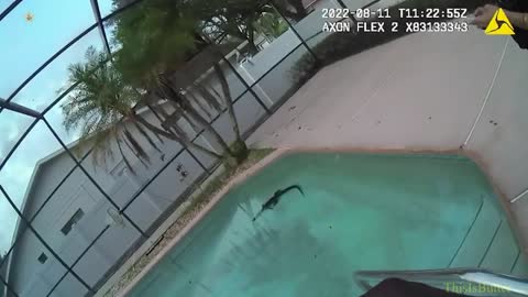 Gator crawls into Orange County homeowner's pool