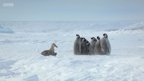 Penguin chicks rescued by unlikely hero Spy in the Snow - BBC