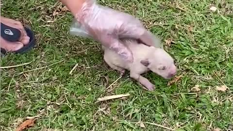 Brave Hero Rescues New born Puppy From Drowning.