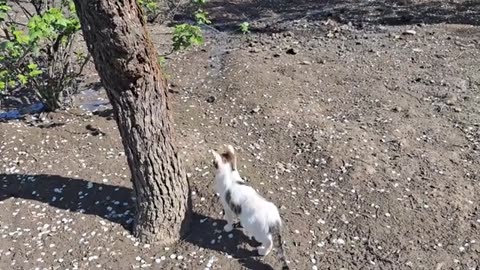 A cute cat walking around after eating his fill.