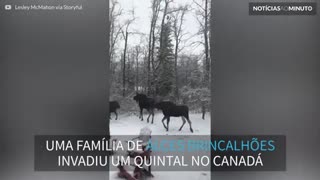 Família de alces se diverte em quintal no Canadá