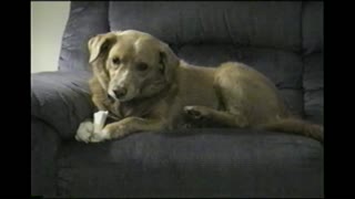 Paranoid Dog Fights Own Leg Coming For His Bone