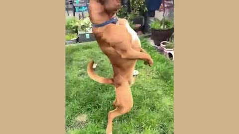Funny Videos About Dogs and Cats 😁 Funniest Animals 2024