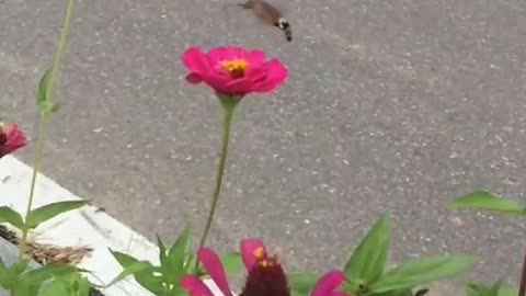 Spring has come (Hummingbird hawk-moth)