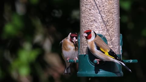 Goldfinch Bird