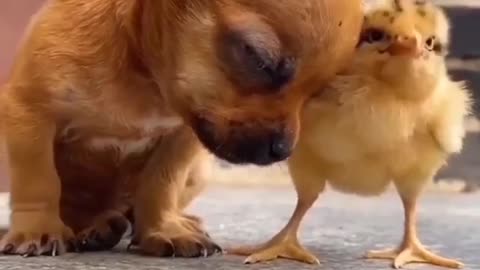 A cute dog sleeping next to a cute little chicken