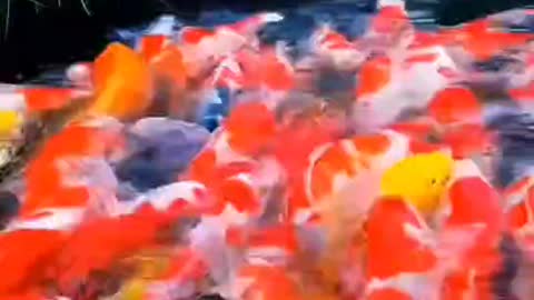 Ornamental koi fish will fight for food whenever it is available