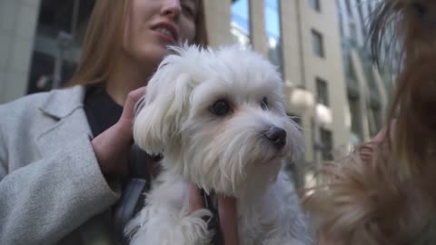 Two young girlfriends are holding small dogs on hands