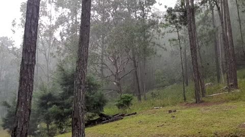 rainy-forest