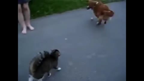 Angry cat and dog funny video