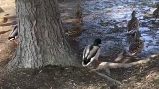 walk ducks in the park