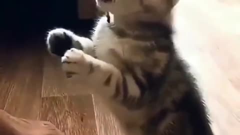 Cute cat best video